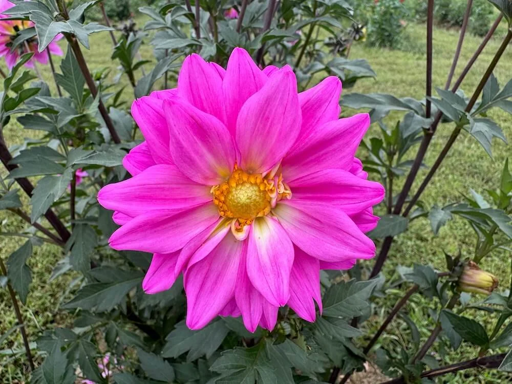 Dahlia 'Becky's Pink Lady' (Becky's Pink Lady Dahlia) — Northwest